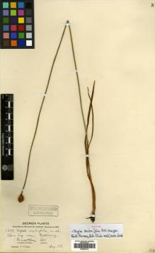 Type specimen at Edinburgh (E). Harper, Roland: 1254. Barcode: E00502173.