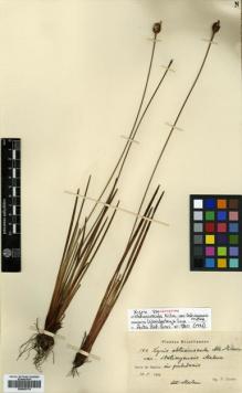 Type specimen at Edinburgh (E). Dusén, Per: 144. Barcode: E00502178.