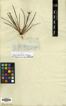 Type specimen at Edinburgh (E). Spruce, Richard: 2993. Barcode: E00502182.