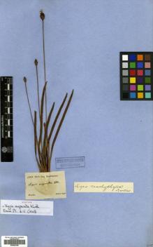 Type specimen at Edinburgh (E). Sellow, Friedrich: 203. Barcode: E00502184.
