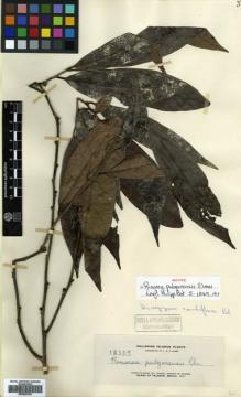 Type specimen at Edinburgh (E). Elmer, Adolph: 12839. Barcode: E00502194.