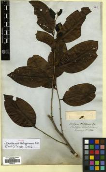 Type specimen at Edinburgh (E). Cuming, Hugh: 1142. Barcode: E00502197.