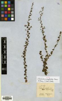 Type specimen at Edinburgh (E). Gardner, George: 2259. Barcode: E00502205.