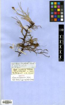 Type specimen at Edinburgh (E). Spruce, Richard: 5908. Barcode: E00502223.