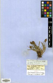 Type specimen at Edinburgh (E). Spruce, Richard: 5901. Barcode: E00502224.
