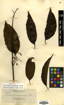 Type specimen at Edinburgh (E). Elmer, Adolph: 10553. Barcode: E00502230.