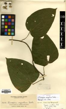 Type specimen at Edinburgh (E). Elmer, Adolph: 9468. Barcode: E00502236.