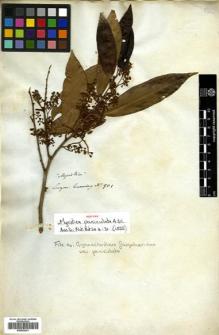 Type specimen at Edinburgh (E). Cuming, Hugh: 901. Barcode: E00502241.