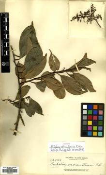 Type specimen at Edinburgh (E). Elmer, Adolph: 13745. Barcode: E00502242.