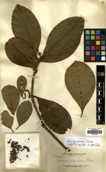 Type specimen at Edinburgh (E). Elmer, Adolph: 12902. Barcode: E00502245.