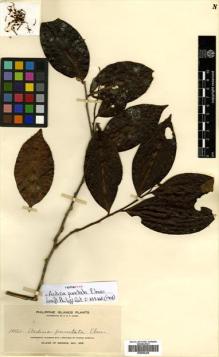 Type specimen at Edinburgh (E). Elmer, Adolph: 10151. Barcode: E00502248.