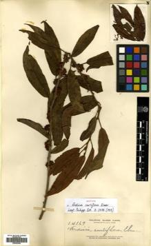 Type specimen at Edinburgh (E). Elmer, Adolph: 14169. Barcode: E00502256.
