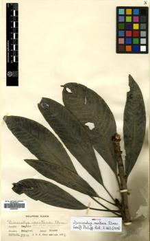 Type specimen at Edinburgh (E). Elmer, Adolph: 8816. Barcode: E00502267.