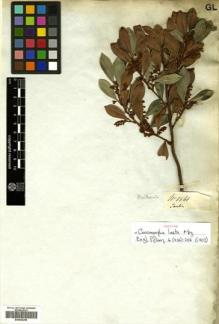 Type specimen at Edinburgh (E). Mathews, Andrew: 1561. Barcode: E00502269.