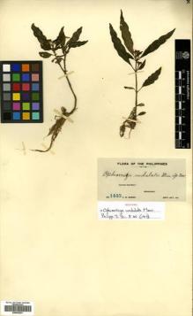 Type specimen at Edinburgh (E). Weber, Charles: 1445. Barcode: E00502291.