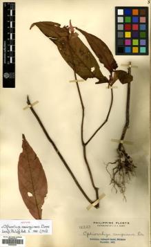 Type specimen at Edinburgh (E). Elmer, Adolph: 14223. Barcode: E00502293.