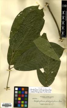Type specimen at Edinburgh (E). Elmer, Adolph: 12363. Barcode: E00502297.