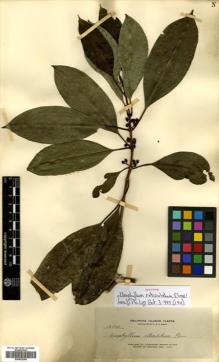 Type specimen at Edinburgh (E). Elmer, Adolph: 12506. Barcode: E00502298.