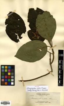Type specimen at Edinburgh (E). Elmer, Adolph: 11309. Barcode: E00502301.