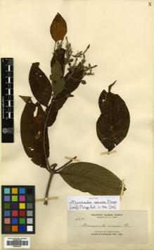 Type specimen at Edinburgh (E). Elmer, Adolph: 10510. Barcode: E00502303.