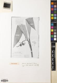 Type specimen at Edinburgh (E). Beccari, Odoardo: 987. Barcode: E00502308.