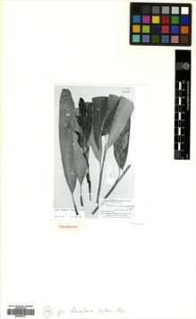 Type specimen at Edinburgh (E). Krukoff, Boris Alexander: 8594. Barcode: E00502317.