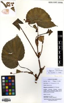 Type specimen at Edinburgh (E). : 08-67. Barcode: E00502322.