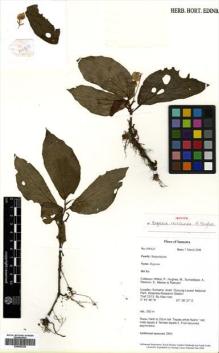 Type specimen at Edinburgh (E). : PW623. Barcode: E00502328.