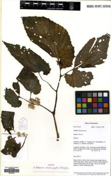 Type specimen at Edinburgh (E). Wilkie, Peter; Hughes, Mark; Sumadijaya, Alex; Rasnovi, S.; Marlan, S.; Rabusin: PW768. Barcode: E00502329.