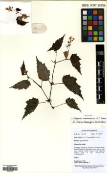 Type specimen at Edinburgh (E). : 09-123. Barcode: E00502336.