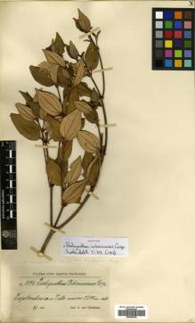 Type specimen at Edinburgh (E). von Türckheim, Hans: 3146. Barcode: E00502344.