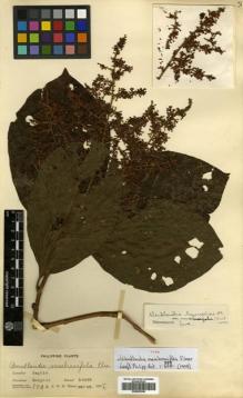 Type specimen at Edinburgh (E). Elmer, Adolph: 8946. Barcode: E00502348.
