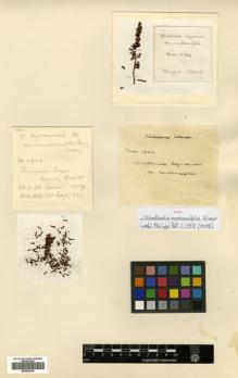 Type specimen at Edinburgh (E). Elmer, Adolph: 8946. Barcode: E00502349.