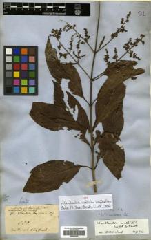 Type specimen at Edinburgh (E). Wallich, Nathaniel: 6269B. Barcode: E00502352.