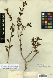 Type specimen at Edinburgh (E). Schomburgk, Robert: 326. Barcode: E00502353.