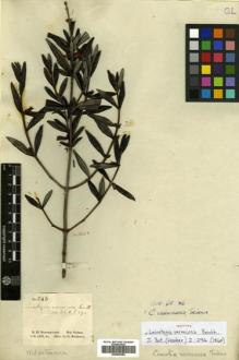Type specimen at Edinburgh (E). Schomburgk, Robert: 243. Barcode: E00502354.