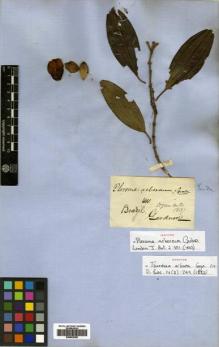 Type specimen at Edinburgh (E). Gardner, George: 411. Barcode: E00502356.