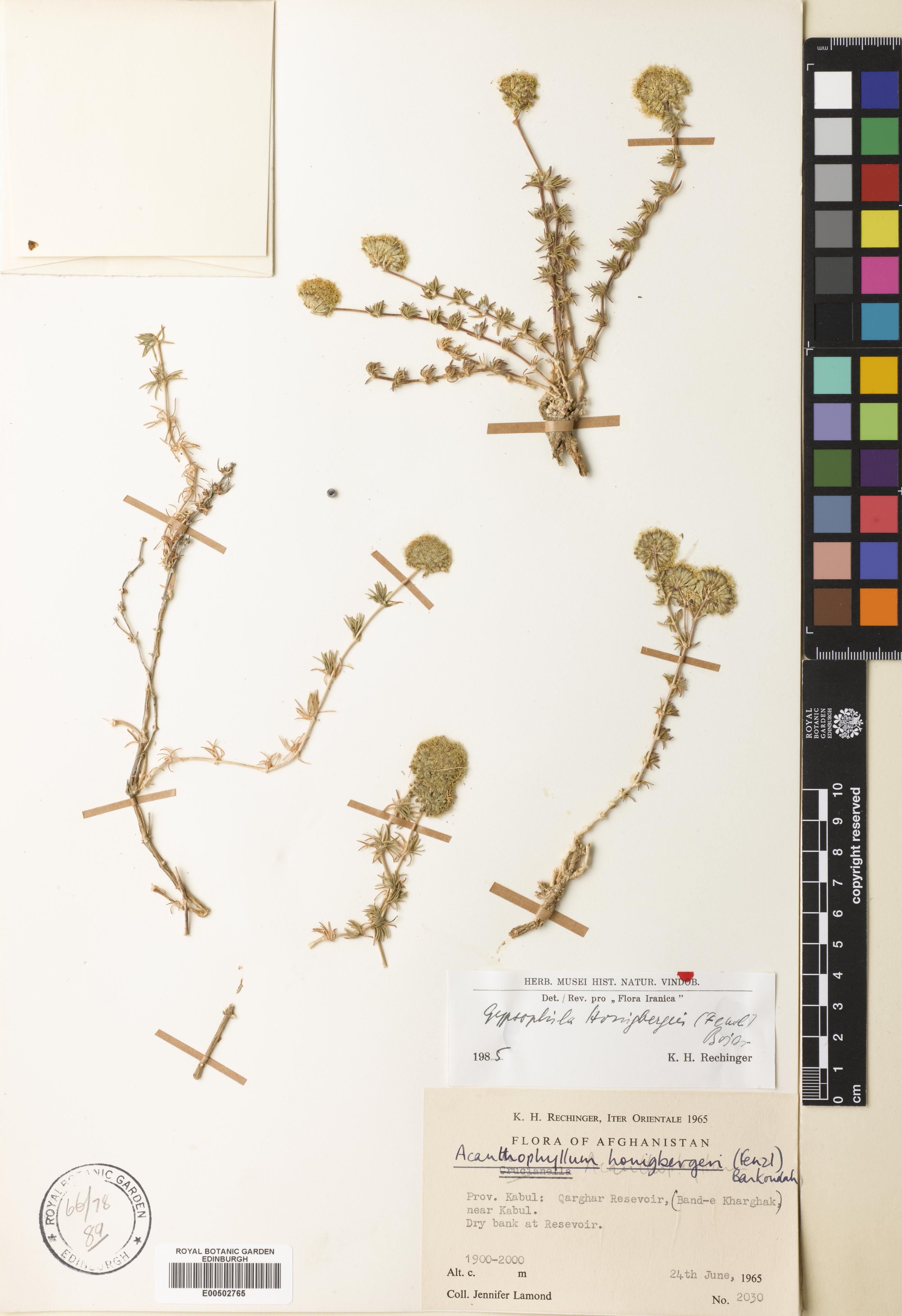 Acanthophyllum honigbergeri photograph 2