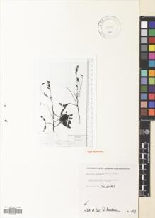 Type specimen at Edinburgh (E). : . Barcode: E00502845.