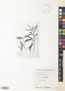 Type specimen at Edinburgh (E). : . Barcode: E00502846.