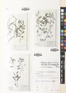 Type specimen at Edinburgh (E). : . Barcode: E00502849.