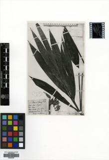 Type specimen at Edinburgh (E). Curtis, C.: 327. Barcode: E00504055.