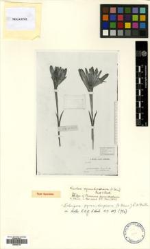 Type specimen at Edinburgh (E). Beccari, Odoardo: 3452. Barcode: E00504139.