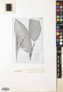 Type specimen at Edinburgh (E). Beccari, Odoardo: 2450. Barcode: E00504278.