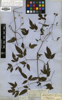 Type specimen at Edinburgh (E). Hooker, Joseph; Thomson, Thomas: . Barcode: E00504279.