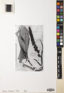 Type specimen at Edinburgh (E). Horne, John: . Barcode: E00504292.