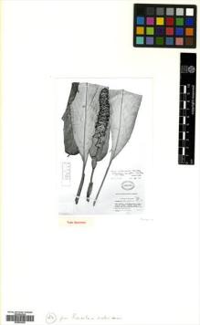 Type specimen at Edinburgh (E). Standley, Paul: 36944. Barcode: E00504300.