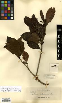 Type specimen at Edinburgh (E). Merrill, Elmer: 13191. Barcode: E00504321.