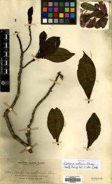 Type specimen at Edinburgh (E). Merrill, Elmer: 9584. Barcode: E00504322.