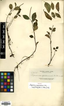 Type specimen at Edinburgh (E). Merrill, Elmer: 13635. Barcode: E00504324.